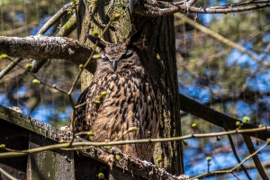 Hibou grand duc